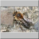 Andrena barbilabris - Sandbiene 10d 10mm Weibchen nach Paarung OS-Wallenhorst-Waldlichtung.jpg